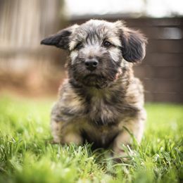 Border Collie and Skye Terrier Puppies from Skyward Farms