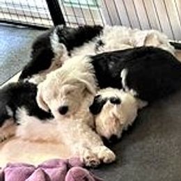 Old English Sheepdog Puppies from Bear Dance OES