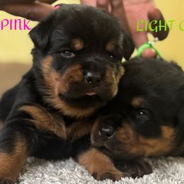 Pink female - Black and mahogany female Rottweiler puppy in Kissimmee, Florida from Macht Haus Rottweilers