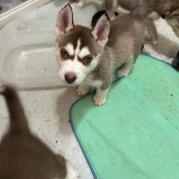 Alastor - Red and white male Siberian Husky puppy in Lakeland, Florida from Ice Blue Legacy Siberians Huskies