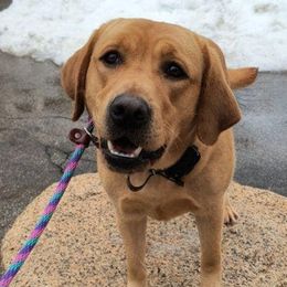 Labrador Retrievers from Stargazer Labradors