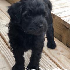 Sheepadoodle and Whoodle Puppies from Aisling Pups