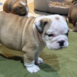 Berry - Red and white male Bulldog puppy in Harrisburg, Pennsylvania from KnockDown Bulldogs