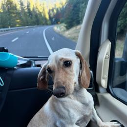 Dachshund puppies from Ruby Desert Doxies