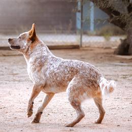 A Red Charmer Khino - Red speckled male Australian Cattle Dog puppy in Sahuarita, Arizona from A2 Australian Cattle Dogs