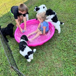 Poodle Puppies from Poodle Plus