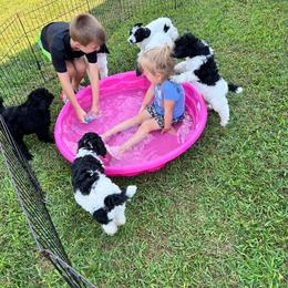 Poodle Puppies from Poodle Plus