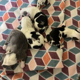 American Corgi puppies from Barton Farms Corgis