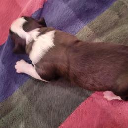 Sarah - Brown and white female Saint Bernard puppy in Lowpoint, Illinois from Minnie's Majestic Saints