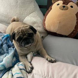 Pugs from NorthWest GA Pugs