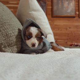 Miniature American Shepherd and Toy Australian Shepherd Puppies from Fifth Avenue Australian Shepherds
