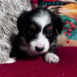 Double - Black tri female Toy Australian Shepherd puppy in Mount Airy, North Carolina from Brickell Farms