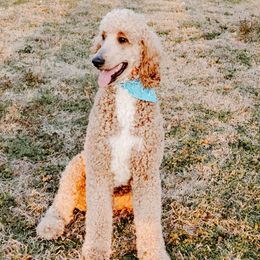 Winston  - Poodle