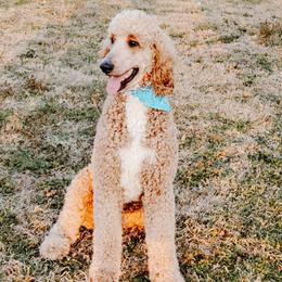Winston  - Poodle