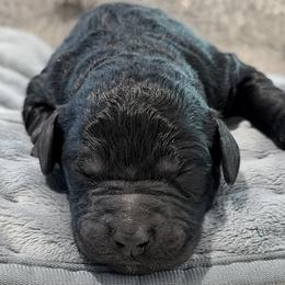 Raven - Black male Goldendoodle puppy in Wake Forest, North Carolina from Wake Forest Darling Doodles