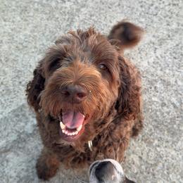 Mocha - Chocolate female Labradoodle puppy in Watertown, Tennessee from PawfectBud