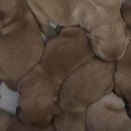 Golden Retriever Puppies from Barefoot Goldens