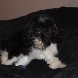 Grasshopper.  In Arkansas - Black and white male Cavapoo puppy in Arkansas from Brew House