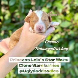 Chewie - Red  male Goldendoodle puppy in Orangevale, California from Ugly Dad Doodles