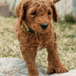 Goldendoodles from Goldilocks Doodles