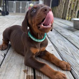 Teal Female - Red and rust female Doberman Pinscher puppy in Madison, Indiana from Jensen Dobermans and Dachshunds
