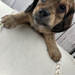 Dachshund Puppies from jennelle johnson