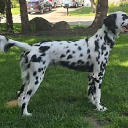 Sunday - Dalmatian