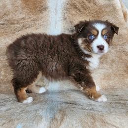 VIP - Red tri female Miniature Australian Shepherd puppy in Sw, Wisconsin from Driftless Australian Shepherds