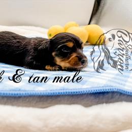 John - Black and tan male Dachshund puppy in Prairieville, Louisiana from Southern Barron Danes & Dachshunds