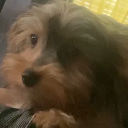 Chicago - Yorkshire Terrier