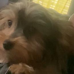 Chicago - Yorkshire Terrier
