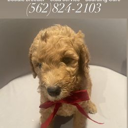 Saint Nick - teal collar - Apricot male Goldendoodle puppy in Brea, California from Dhalia’s Doodles