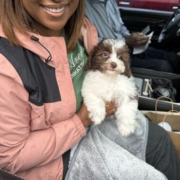 Havanese, Havapoo, Maltipoo, Miniature Schnauzer, Poodle, and Schnoodle Puppies from Mashburns Little Munchkins