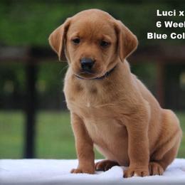 Blue Collar Male - Yellow male Labrador Retriever puppy in Huntington, Texas from Soggy Bottom Retrievers