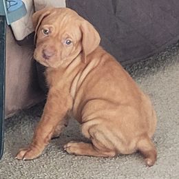 Vizsla Puppies from Laurie Kirwan