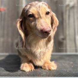 Mim - Dachshund