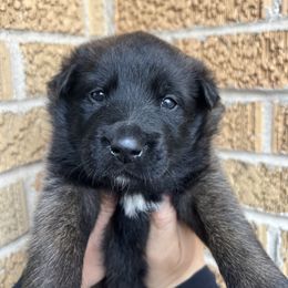Belgian Malinois Puppies from Noordkust Malinois