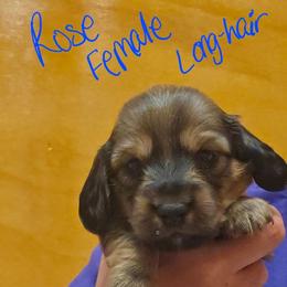 Rose - Wild boar and cream female Dachshund puppy in Fruita, Colorado from 3 B's Breeding