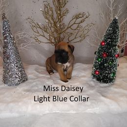 Boxer and Miniature Pinscher Puppies from Pike's Pups