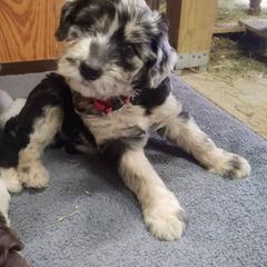 Bordoodle Puppies from Brisby Bordoodles