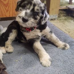 Bordoodle Puppies from Brisby Bordoodles