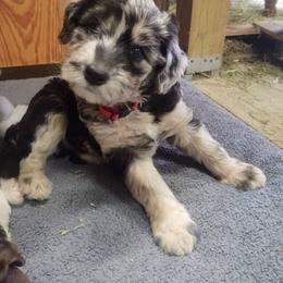 Bordoodle Puppies from Brisby Bordoodles