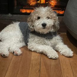 Chip - Poodle