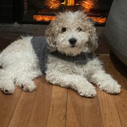 Chip - Poodle