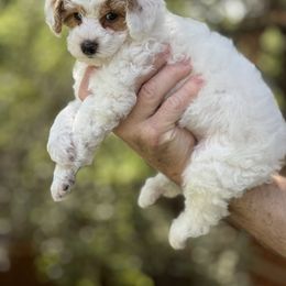 Boy 5 - Poodle puppy in Dallas, Texas from Infinity Poodles