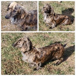 Maggie - Dachshund