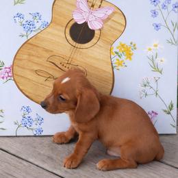 Mouse - Red male Dachshund puppy in Ft Dodge, Iowa from Secret Reality