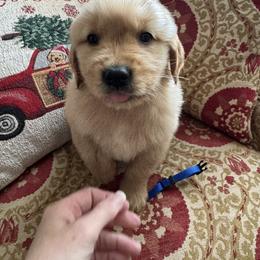 Blue - Golden male Golden Retriever puppy in Salisbury, North Carolina from Golden Paws of Purpose