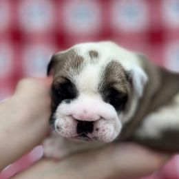 Bulldog Puppies from Sweet Rolls