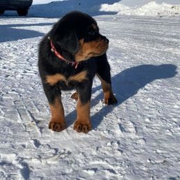 Rottweiler Puppies from Amy Osborne